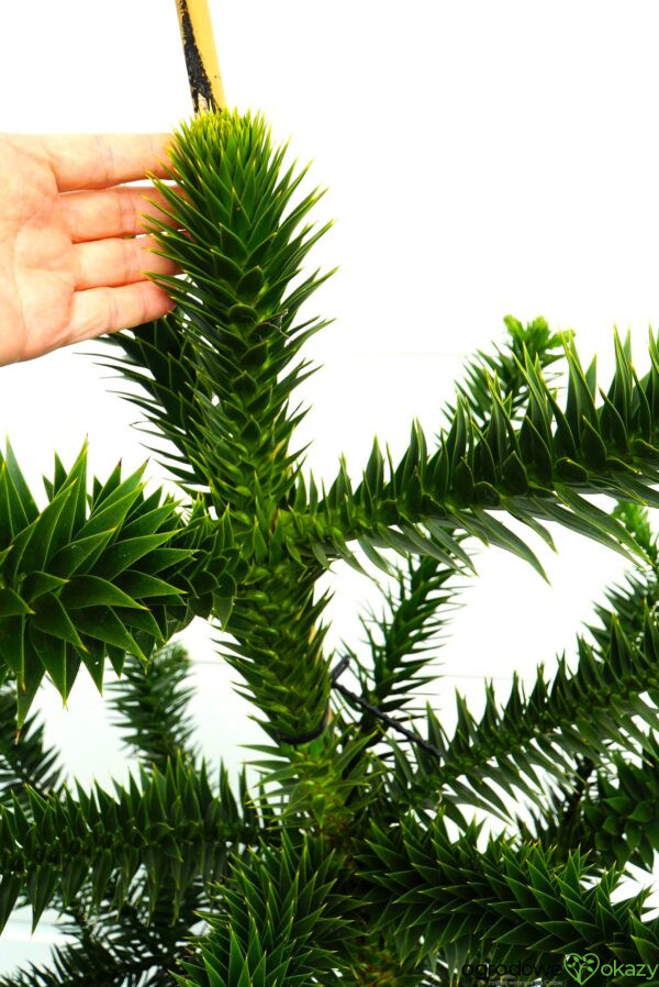 ARAUKARIA CHILIJSKA Araucaria araucana