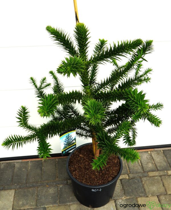 ARAUKARIA CHILIJSKA Araucaria araucana