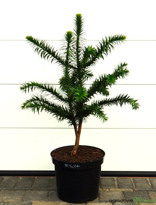 ARAUKARIA CHILIJSKA Araucaria araucana