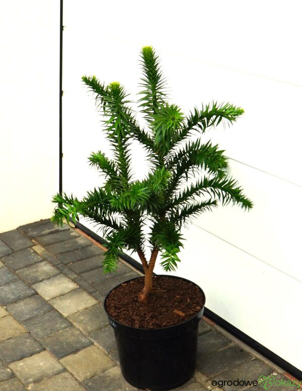 ARAUKARIA CHILIJSKA Araucaria araucana
