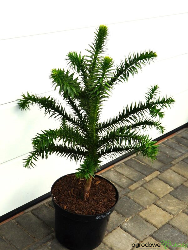ARAUKARIA CHILIJSKA Araucaria araucana