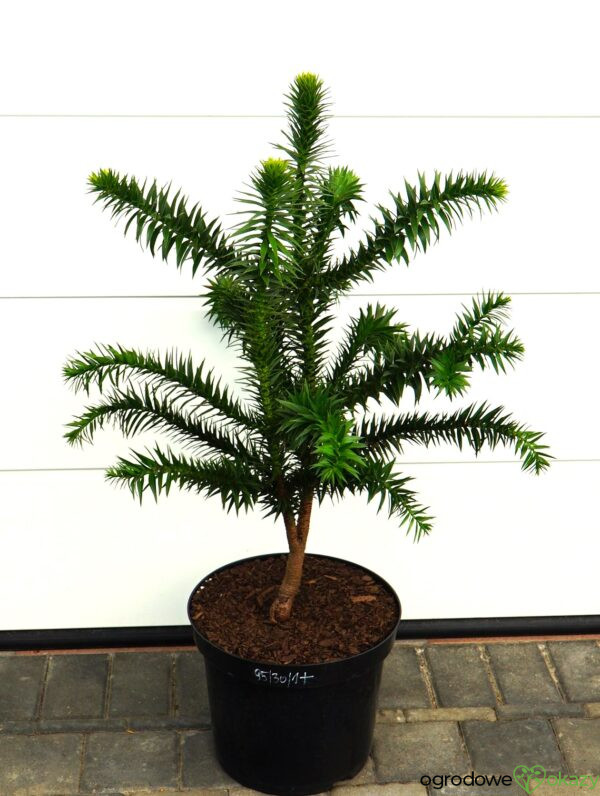 ARAUKARIA CHILIJSKA Araucaria araucana