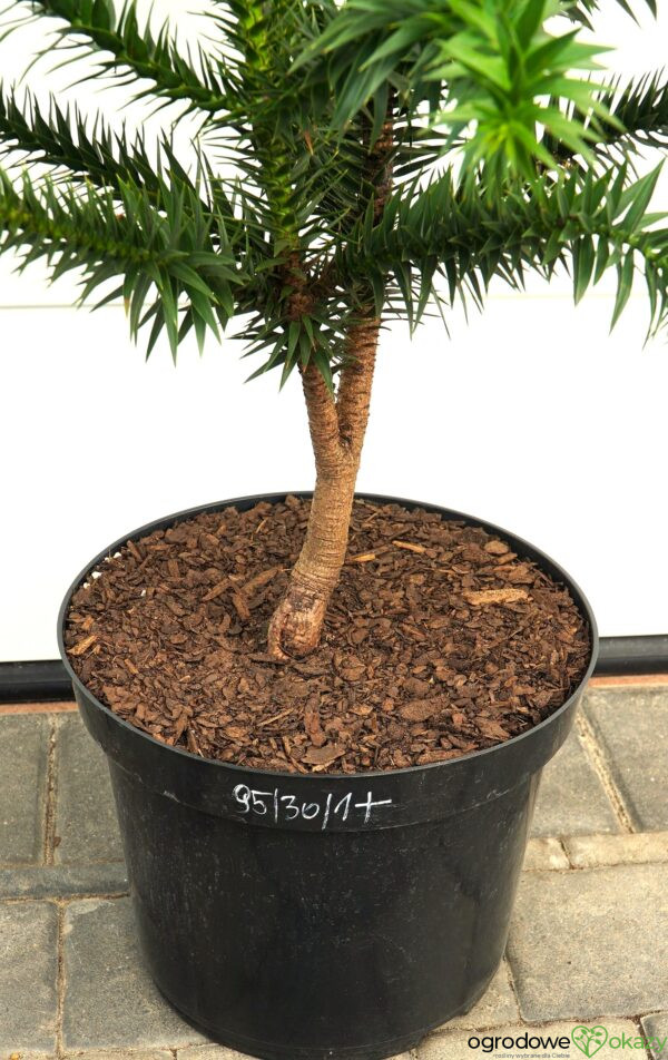ARAUKARIA CHILIJSKA Araucaria araucana