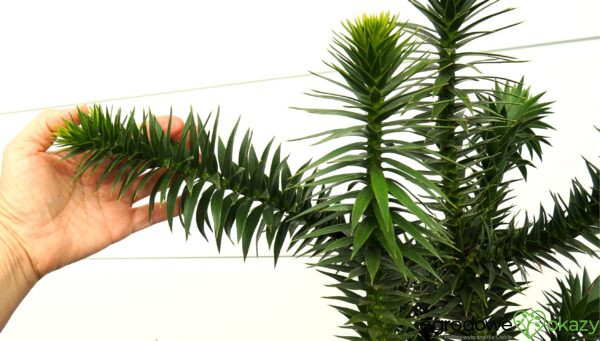 ARAUKARIA CHILIJSKA Araucaria araucana