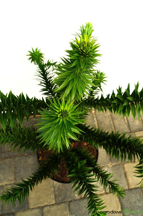 ARAUKARIA CHILIJSKA Araucaria araucana