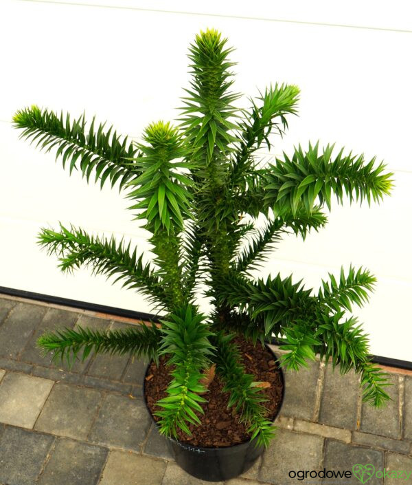 ARAUKARIA CHILIJSKA Araucaria araucana
