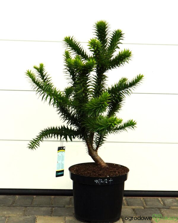 ARAUKARIA CHILIJSKA Araucaria araucana