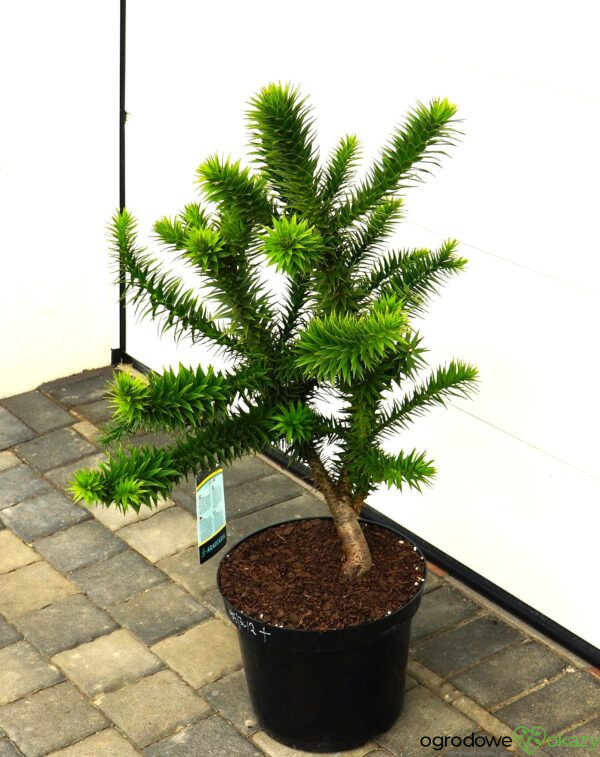 ARAUKARIA CHILIJSKA Araucaria araucana