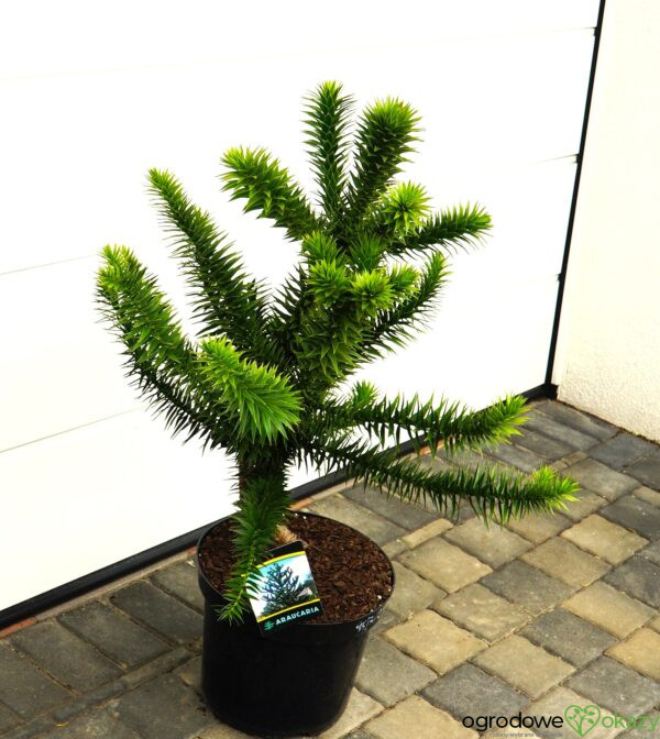 ARAUKARIA CHILIJSKA Araucaria araucana