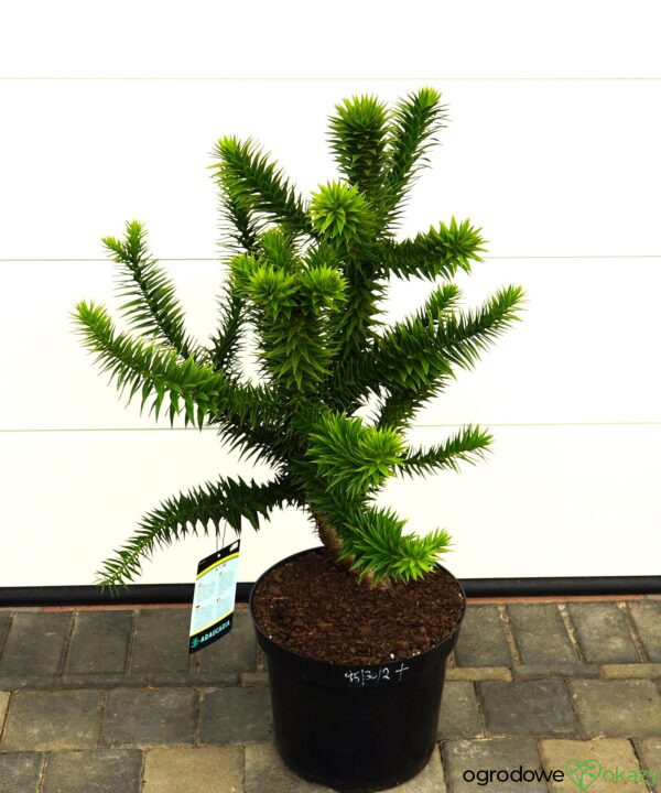 ARAUKARIA CHILIJSKA Araucaria araucana
