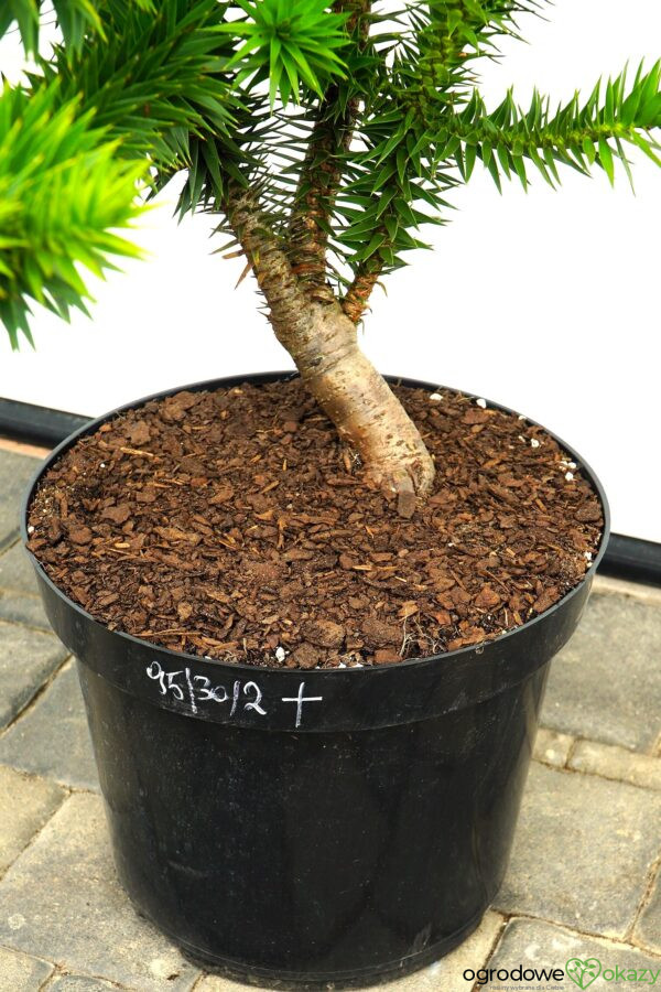 ARAUKARIA CHILIJSKA Araucaria araucana