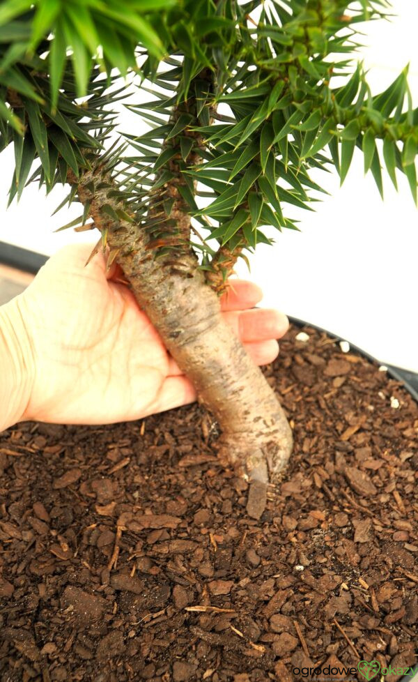 ARAUKARIA CHILIJSKA Araucaria araucana