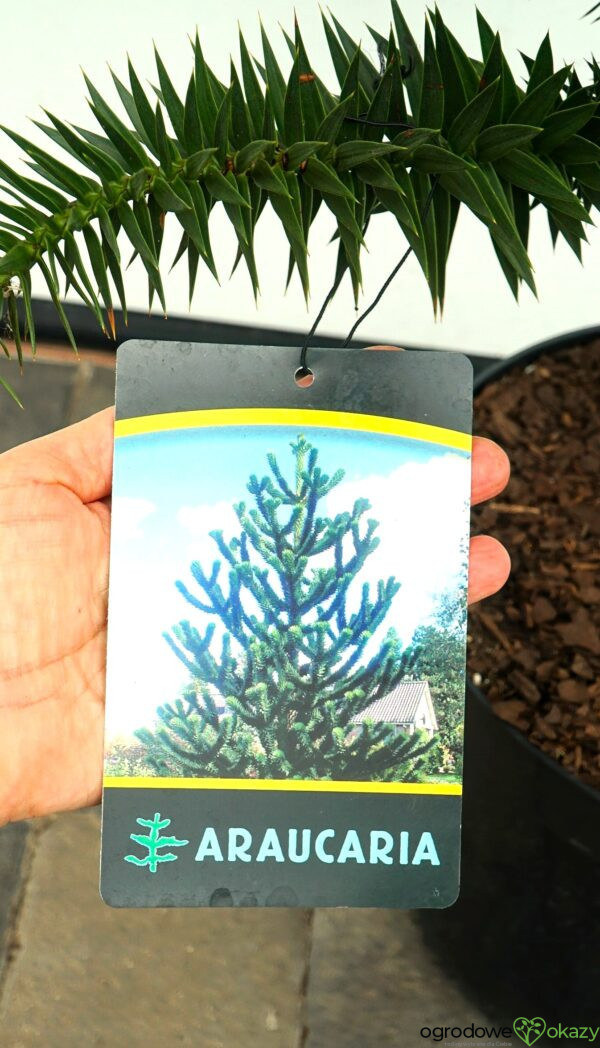ARAUKARIA CHILIJSKA Araucaria araucana