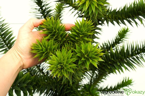 ARAUKARIA CHILIJSKA Araucaria araucana