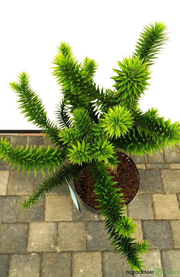 ARAUKARIA CHILIJSKA Araucaria araucana
