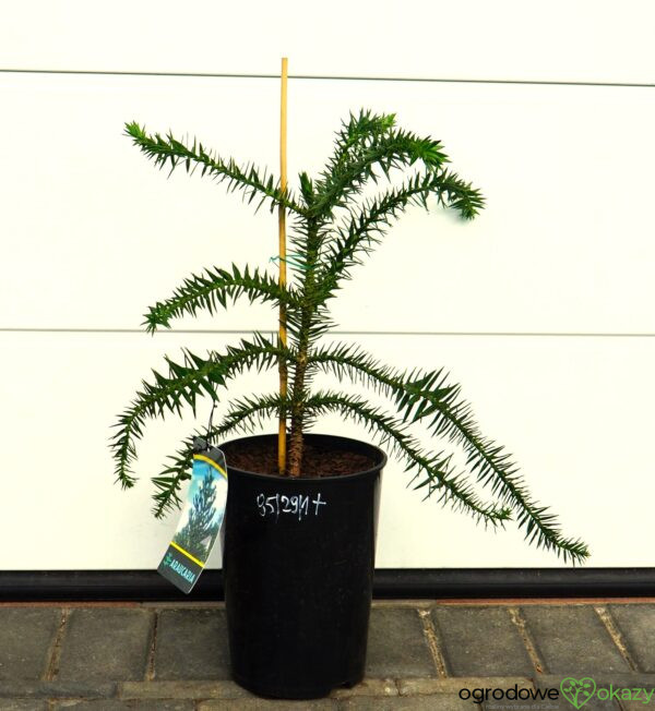 ARAUKARIA CHILIJSKA Araucaria araucana