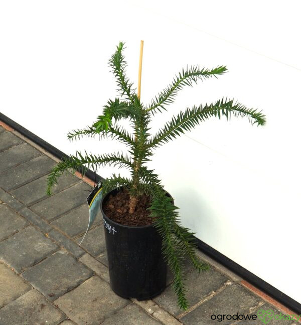 ARAUKARIA CHILIJSKA Araucaria araucana