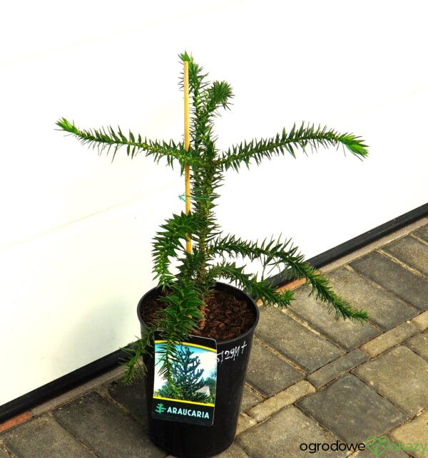 ARAUKARIA CHILIJSKA Araucaria araucana