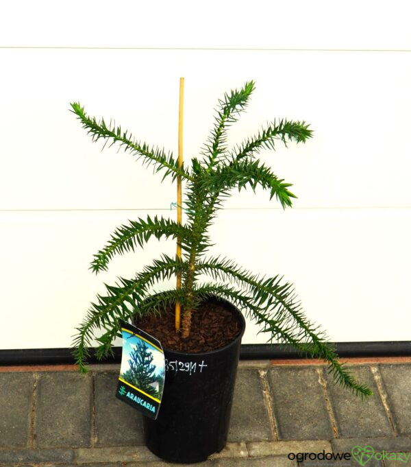 ARAUKARIA CHILIJSKA Araucaria araucana