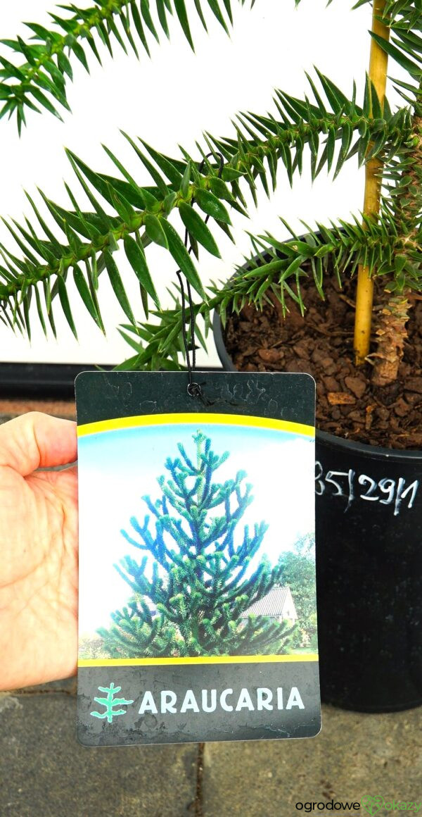 ARAUKARIA CHILIJSKA Araucaria araucana