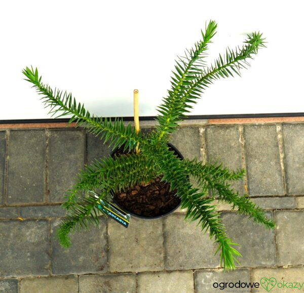 ARAUKARIA CHILIJSKA Araucaria araucana