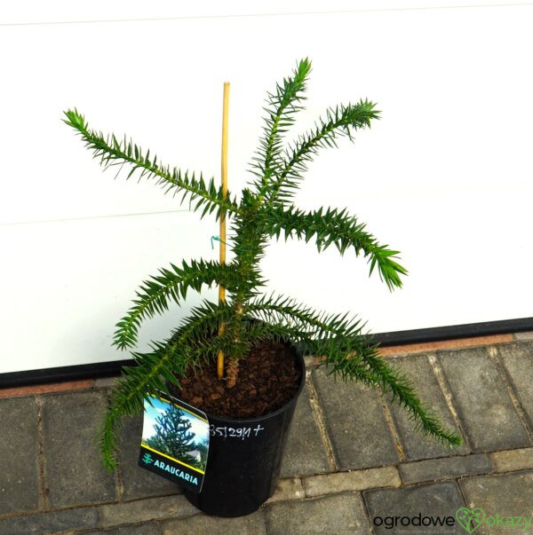 ARAUKARIA CHILIJSKA Araucaria araucana