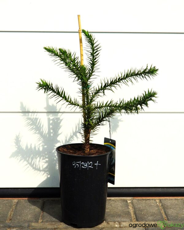 ARAUKARIA CHILIJSKA Araucaria araucana