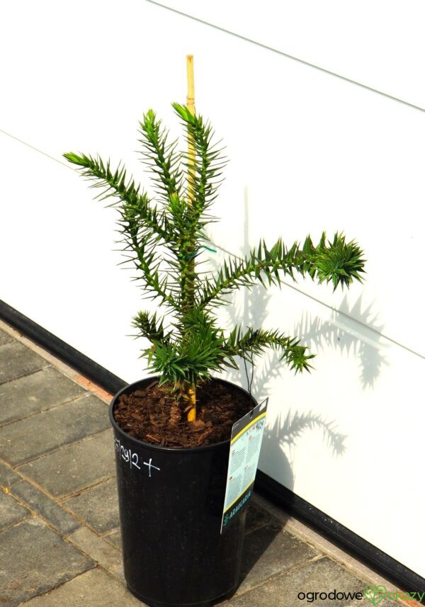 ARAUKARIA CHILIJSKA Araucaria araucana