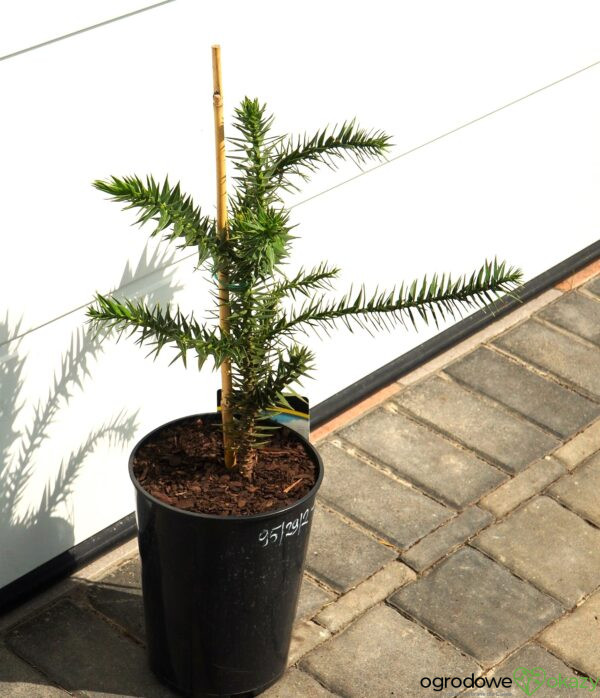 ARAUKARIA CHILIJSKA Araucaria araucana