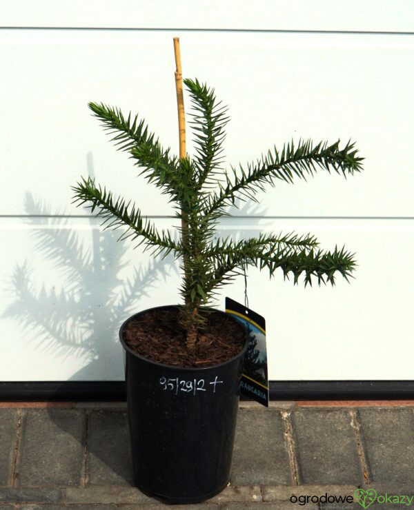 ARAUKARIA CHILIJSKA Araucaria araucana