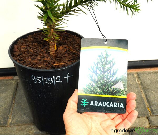 ARAUKARIA CHILIJSKA Araucaria araucana