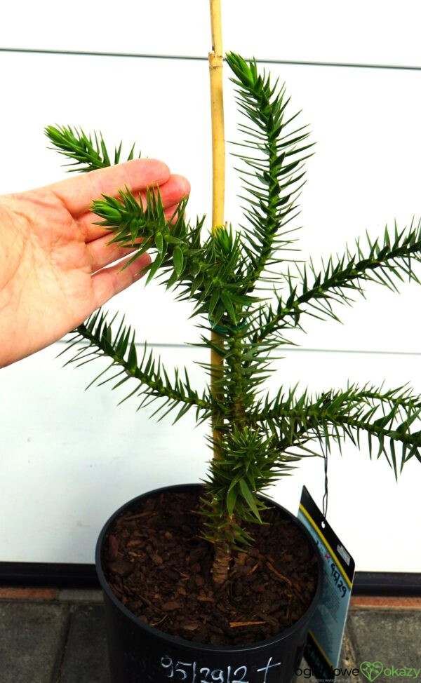 ARAUKARIA CHILIJSKA Araucaria araucana