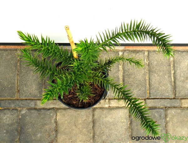 ARAUKARIA CHILIJSKA Araucaria araucana