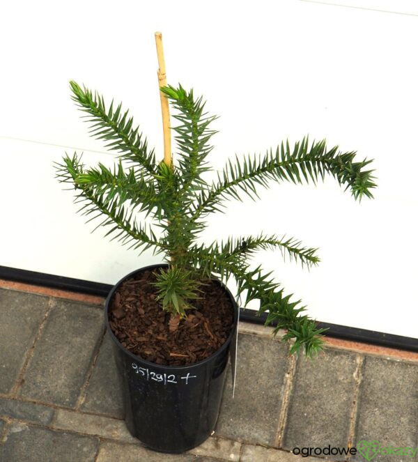 ARAUKARIA CHILIJSKA Araucaria araucana