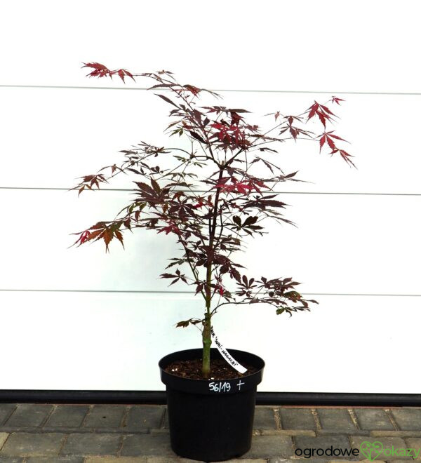 KLON PALMOWY SUMI-NAGASHI Acer palmatum 'Sumi-nagashi'
