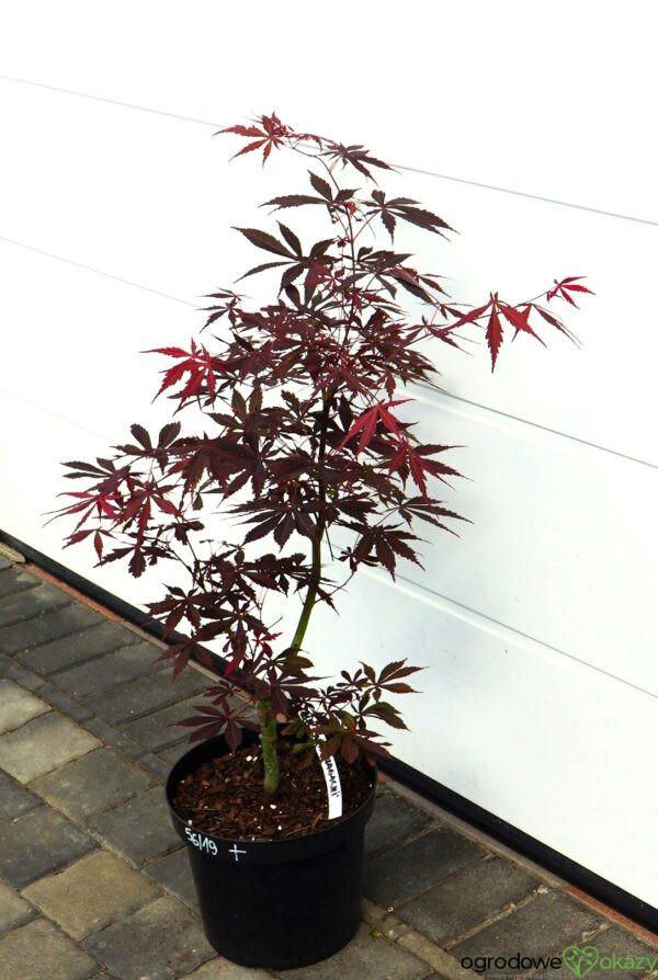 KLON PALMOWY SUMI-NAGASHI Acer palmatum 'Sumi-nagashi'