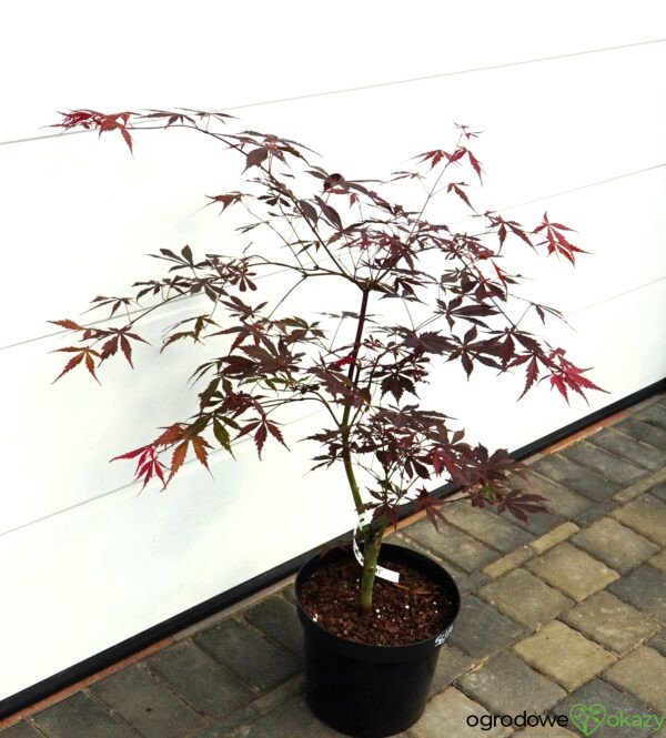 KLON PALMOWY SUMI-NAGASHI Acer palmatum 'Sumi-nagashi'