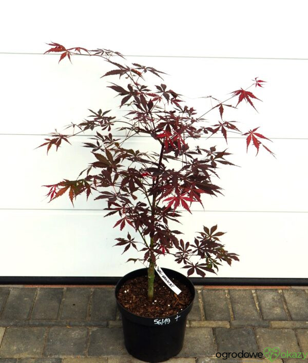 KLON PALMOWY SUMI-NAGASHI Acer palmatum 'Sumi-nagashi'