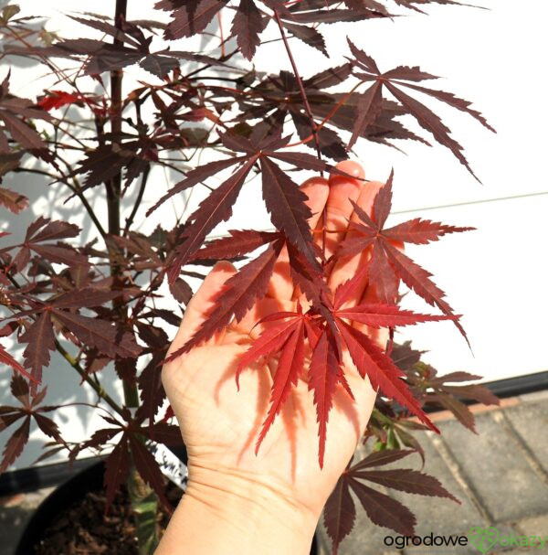 KLON PALMOWY SUMI-NAGASHI Acer palmatum 'Sumi-nagashi'