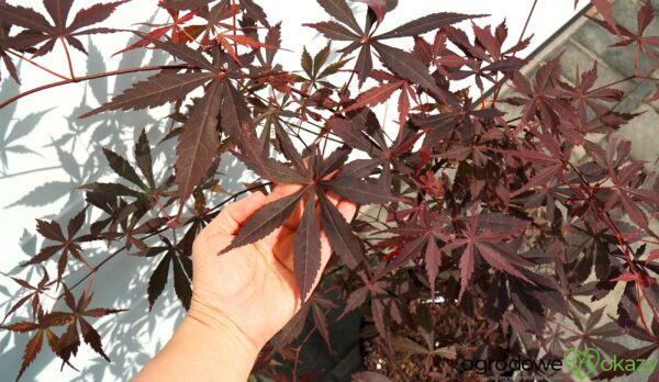 KLON PALMOWY SUMI-NAGASHI Acer palmatum 'Sumi-nagashi'
