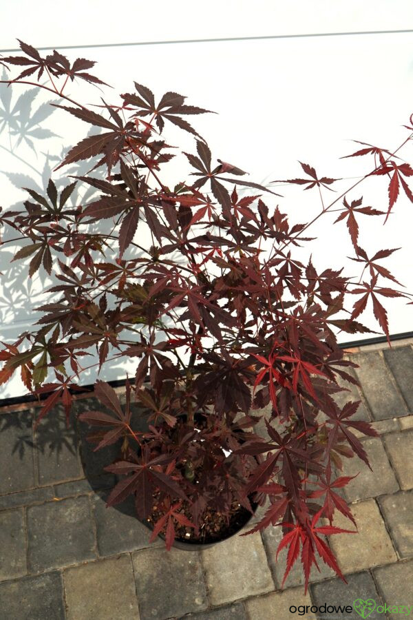 KLON PALMOWY SUMI-NAGASHI Acer palmatum 'Sumi-nagashi'