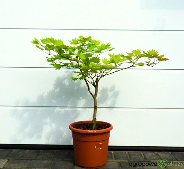 KLON SHIRASAWY AUREUM Acer shirasawanum 'Aureum'