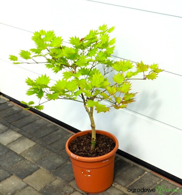 KLON SHIRASAWY AUREUM Acer shirasawanum 'Aureum'