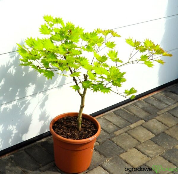 KLON SHIRASAWY AUREUM Acer shirasawanum 'Aureum'