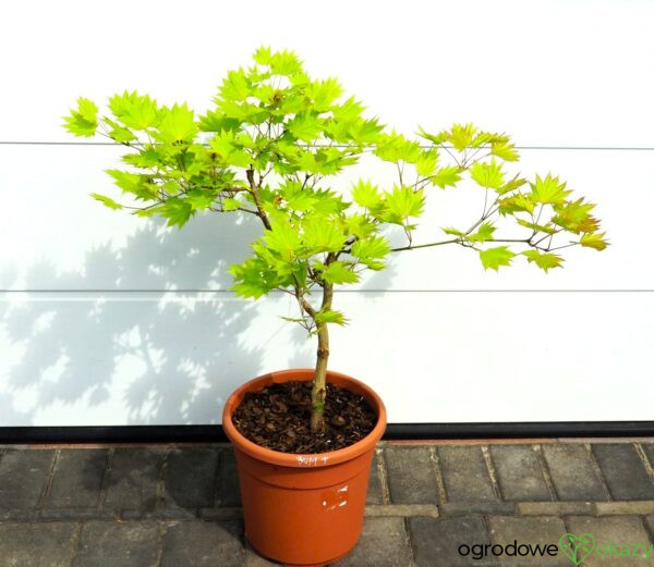 KLON SHIRASAWY AUREUM Acer shirasawanum 'Aureum'