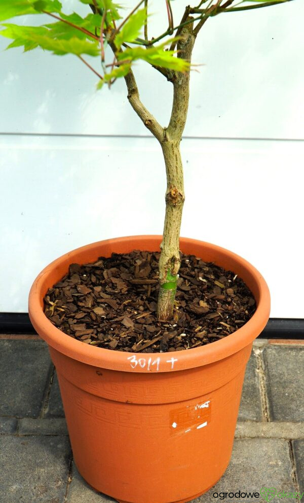 KLON SHIRASAWY AUREUM Acer shirasawanum 'Aureum'