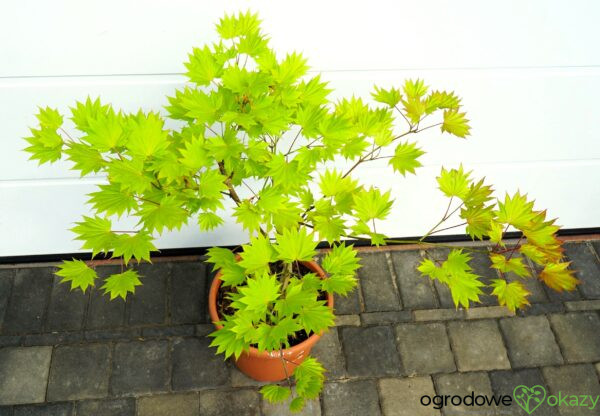KLON SHIRASAWY AUREUM Acer shirasawanum 'Aureum'