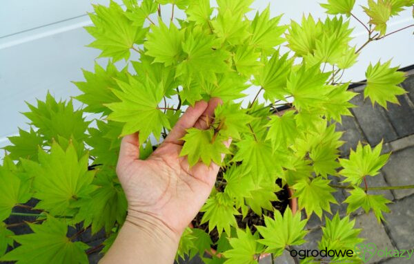 KLON SHIRASAWY AUREUM Acer shirasawanum 'Aureum'