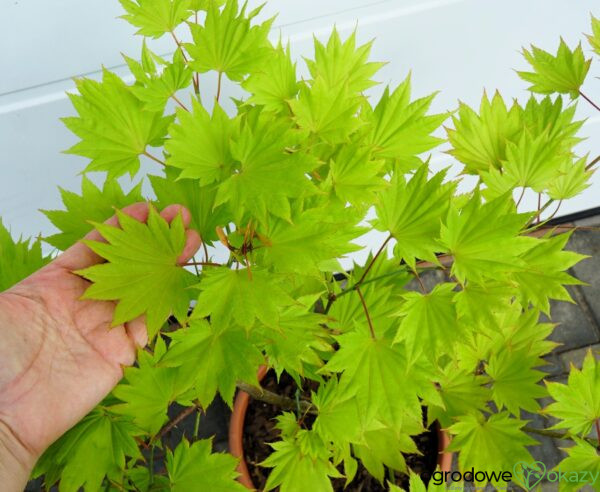 KLON SHIRASAWY AUREUM Acer shirasawanum 'Aureum'