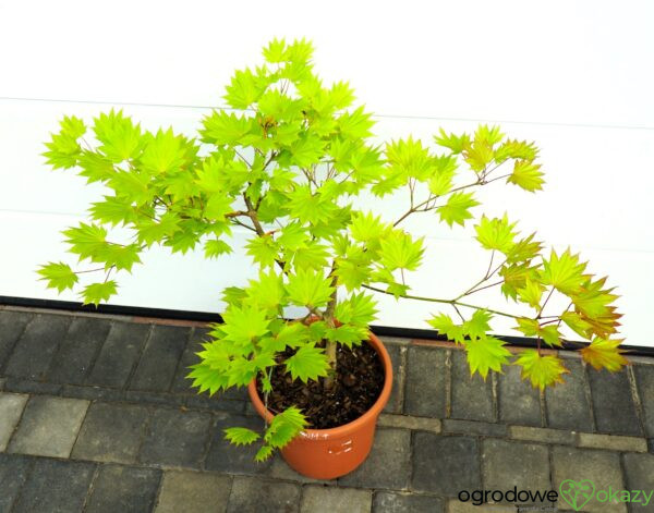 KLON SHIRASAWY AUREUM Acer shirasawanum 'Aureum'